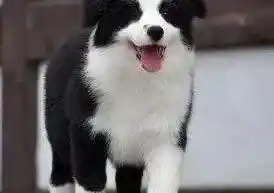 边境牧羊犬|边境牧羊犬的鼻子由黑变浅是什么原因