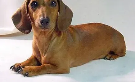比熊犬|日常生活中应该如何护理年幼的腊肠犬
