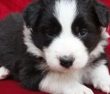 边境牧羊犬|边境牧羊犬拉稀，便血怎么办 应如何医治
