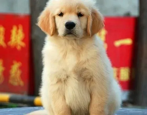 金毛|清水出芙蓉 让金毛犬变得更漂亮的方法