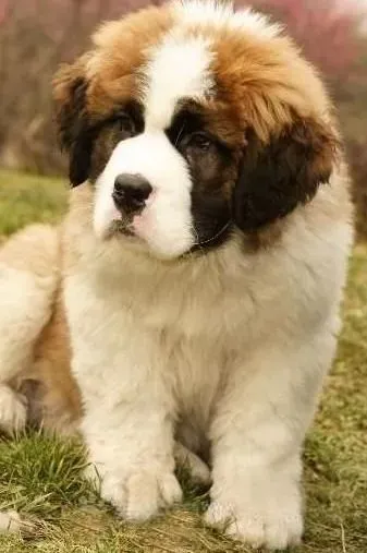圣伯纳犬|在圣伯纳犬换毛期应该如何喂养