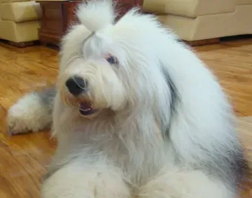 古代牧羊犬聪明吗 是一种优良的伴侣犬 | 古代牧羊犬