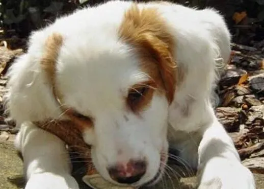 不列塔尼猎犬的形态特征 紧凑结合紧密的中型犬 | 不列塔尼猎犬