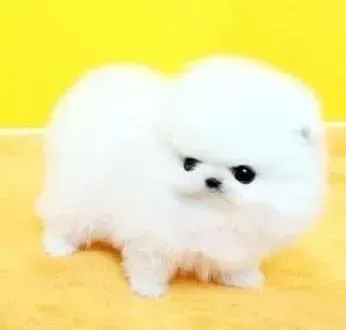 博美犬|博美犬可不可以天天吃零食