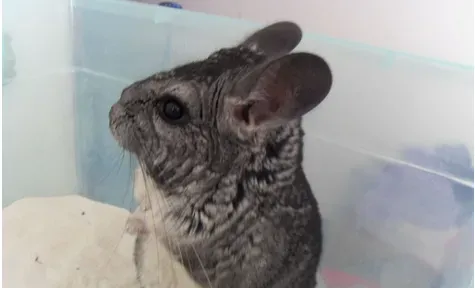 龙猫腹泻怎么办 用磺胺和次没食子酸合剂 | 龙猫