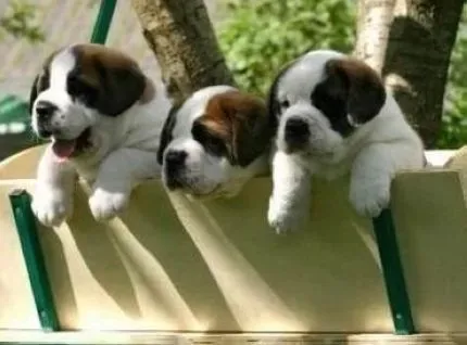 圣伯纳犬|圣伯纳犬出现消化不良的主要原因