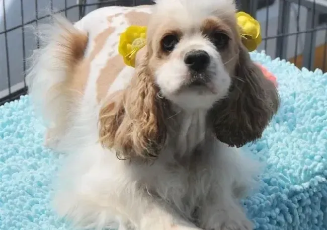 可卡犬|可卡犬生病时腰向上弓而且肚子疼 求医治
