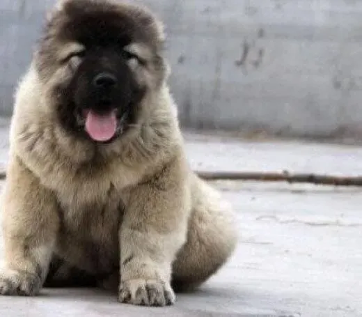 高加索犬|高加索犬母犬什么时候交配才最好