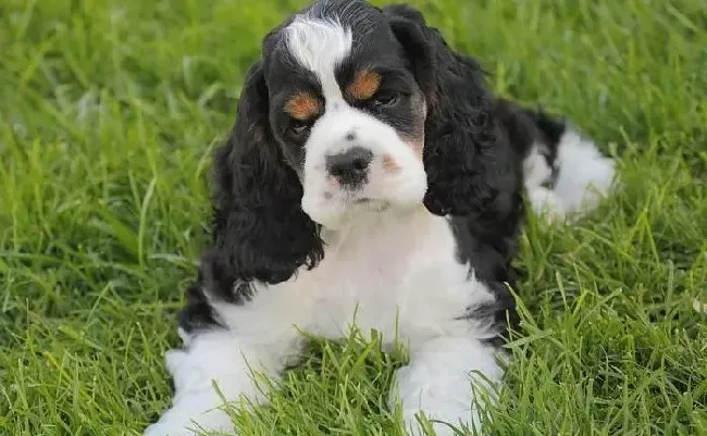 可卡犬|我家的可卡犬总流黄鼻涕是什么问题