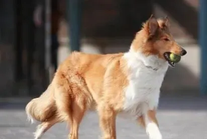 苏格兰牧羊犬训练方法 用一些美食作为引诱 | 苏格兰牧羊犬