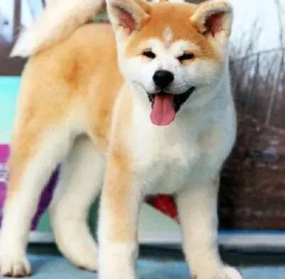 秋田犬|秋田犬老是呕吐不止是什么原因