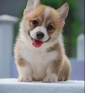 柯基犬|两个月的柯基犬拉稀打嗝怎么回事