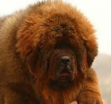 藏獒|藏獒的呕吐物中有虫子是什么病