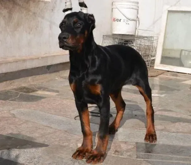 杜宾犬|杜宾犬一直吐褐色的液体是怎么回事