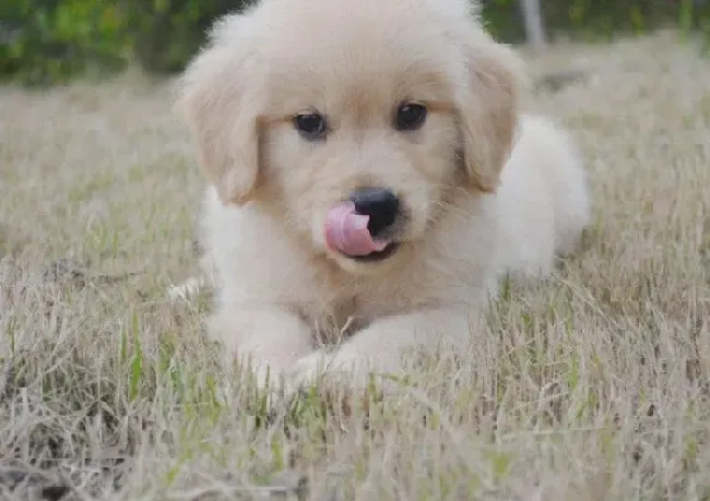 金毛|金毛犬的便便像蛋清一样，口吐粘稠沫沫是怎么了