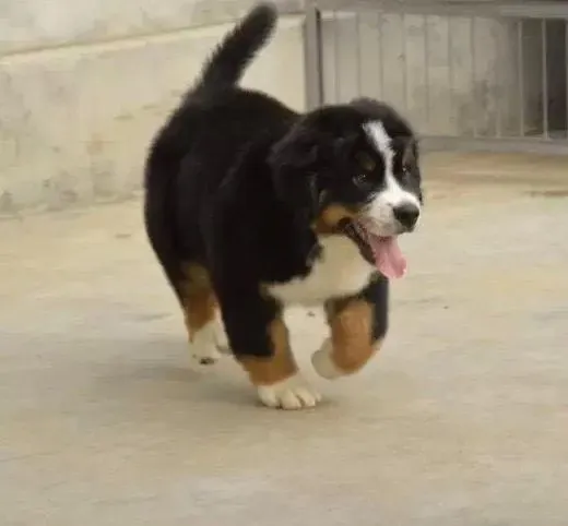 伯恩山犬|如何为受伤的伯恩山犬打麻醉药