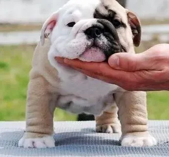 英国斗牛犬|秋季护理斗牛犬的几大妙招