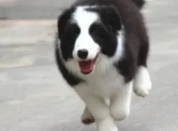 边境牧羊犬|清洁小常识 怎么给边境牧羊犬洗澡