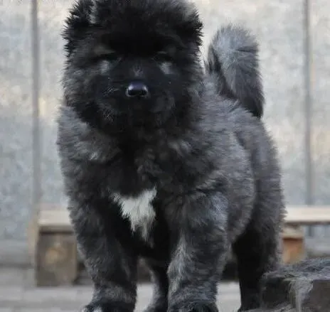 高加索犬|高加索犬的养护有哪些技巧