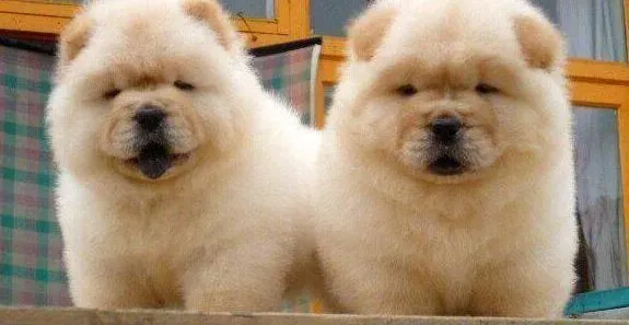 松狮犬|美丽转身 松狮犬梳理毛发需要哪些注意事项