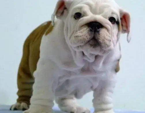 英国斗牛犬|斗牛犬细小康复后该怎么喂养