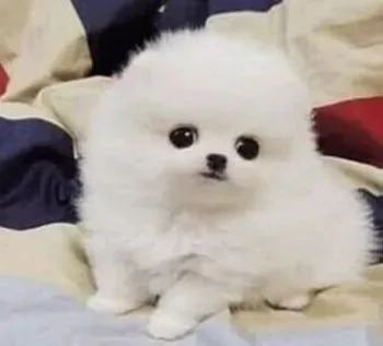 博美犬|怎样护理产后的博美犬和新生的仔犬