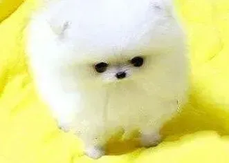 博美犬|3个月的博美犬一天应该喂几顿饭