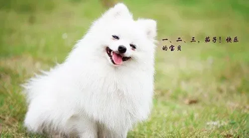 怎么训练博美犬 奖惩一定要分明 | 博美犬