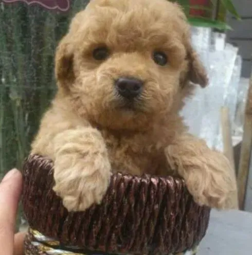泰迪犬|快看看，泰迪狗打疫苗的方法