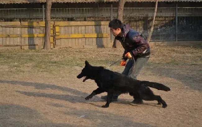 比利时牧羊犬|比利时牧羊犬最近有点哮喘如何才能治愈