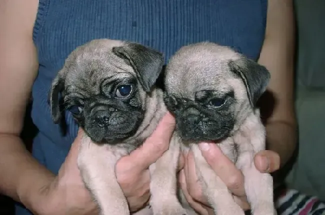 巴哥犬|巴哥犬老吃自己的便便怎么制止