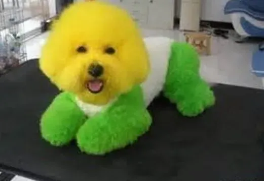 比熊犬|漫谈饮食科学 比熊犬喝豆浆的利与弊