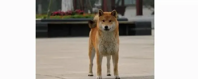 柴犬|注意啦！柴犬绝育后的饮食养护要点