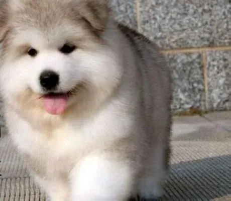 阿拉斯加犬|阿拉斯加犬是否健康要看哪些方面