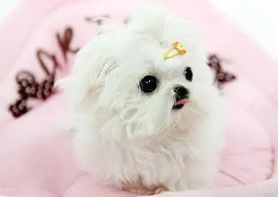 马尔济斯|怎样从小训练马尔济斯犬养成良好的习惯