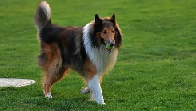 苏格兰牧羊犬|苏格兰牧羊犬发情期 出门系好牵绳防走失