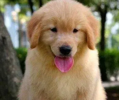 金毛|刚出生的金毛犬就开始拉稀怎么办