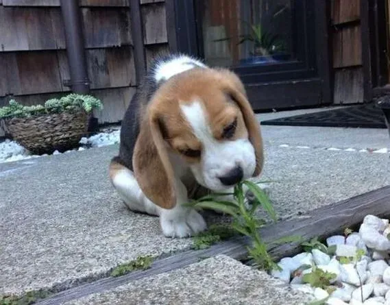 比格犬|比格犬就是单纯的拉稀不会有事儿吧