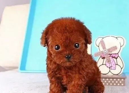 贵宾犬|玩具贵宾犬晚上能关在笼子里睡觉吗