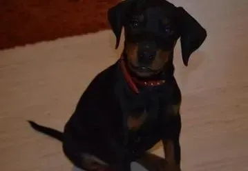 杜宾犬|哪些原因造成了杜宾犬特别喜欢搞破坏