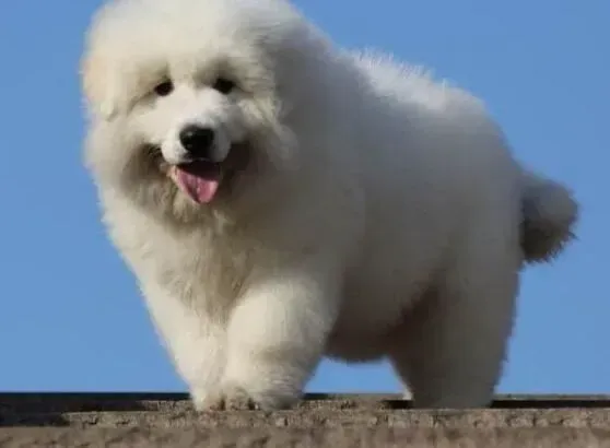 大白熊犬|纠正大白熊犬乱吃东西的几点要素