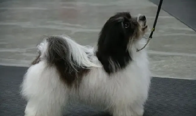 哈威那犬与马尔济斯的区别 哈威那是一种强壮的狗 | 哈威那犬