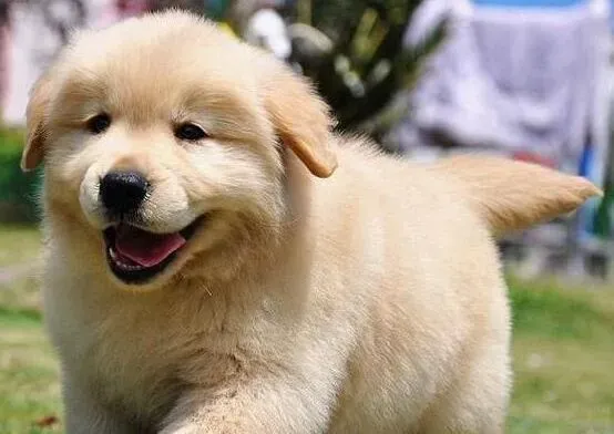 金毛|金毛犬总喜欢趴在地上这会着凉吗 怎么办