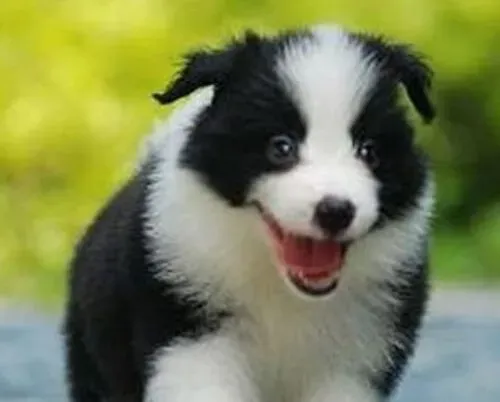 边境牧羊犬|驱虫与防疫对边境牧羊犬的健康关系重大
