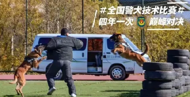 小黑警犬眉眼间横贴ok蹦 坚定小表情萌翻网友 | 狗