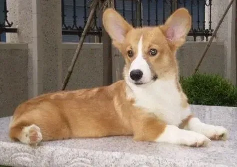 柯基犬|柯基犬没有精神厌食，请医生帮帮我