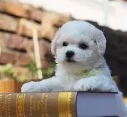 比熊犬|让比熊犬正确的认识自我有助于主人训练