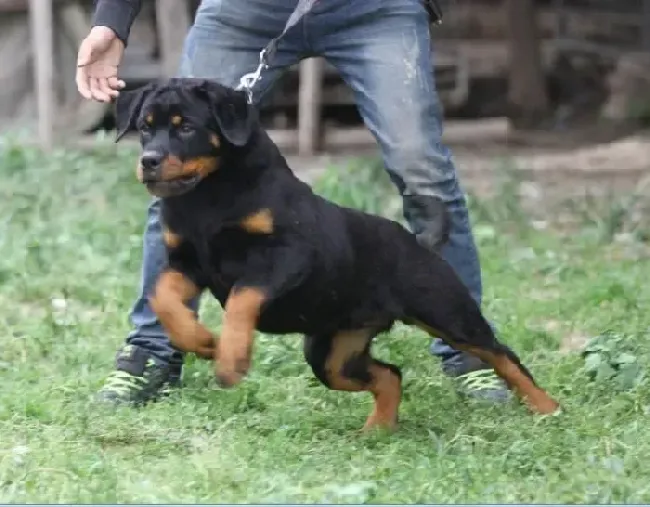 罗威纳犬|我家罗威纳犬憋不住尿该怎么办