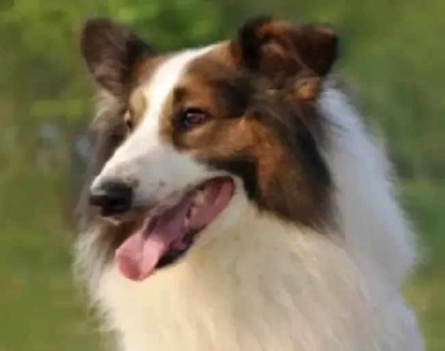苏格兰牧羊犬|新手手册 初次照顾苏格兰牧羊犬须知三点