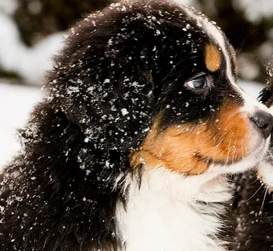 伯恩山犬能看家护院吗 训练伯恩山犬看家 | 伯恩山犬